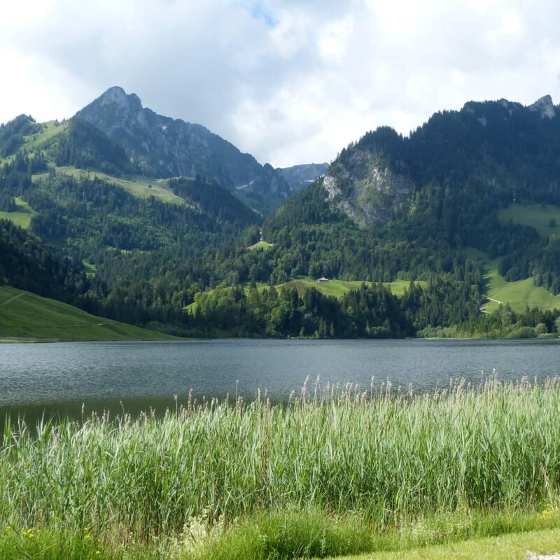 Berghilfe – Freiburger Alp darf nicht verdorren